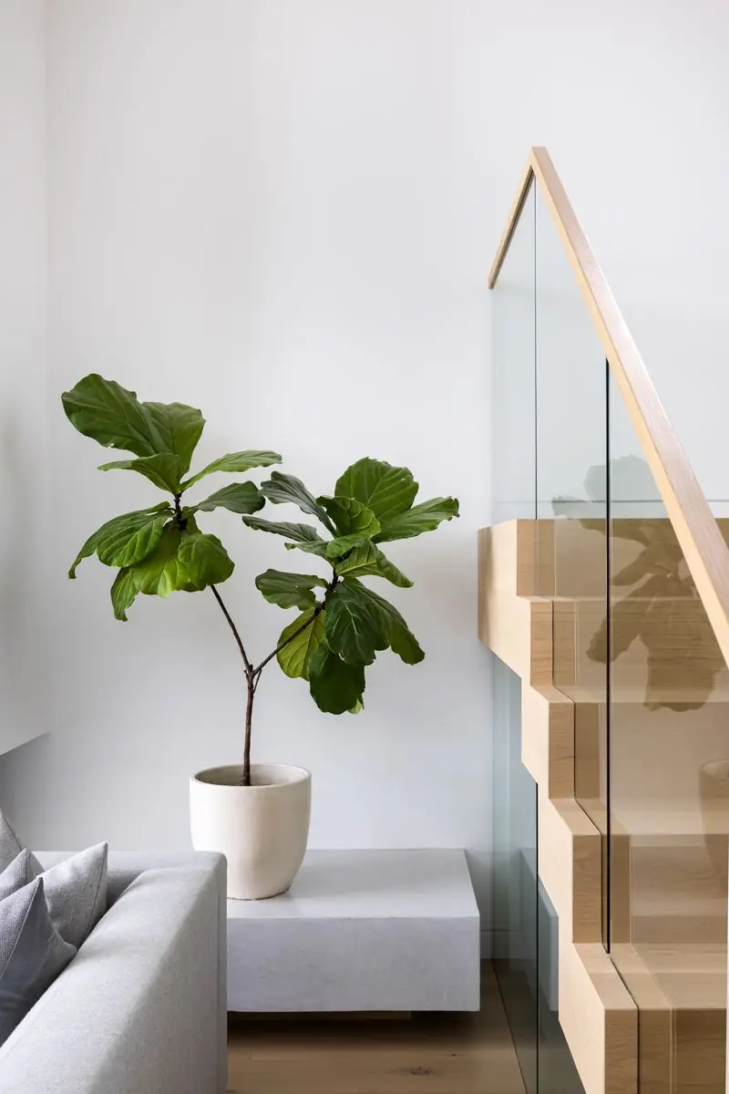 Fiddle-leaf fig beside the oak and glass stair